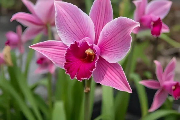 Cattleya Orchid Growing: Your Complete Guide to Spectacular Blooms