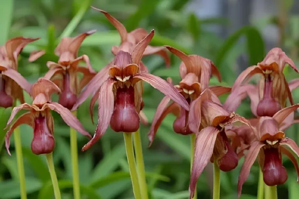 Complete Paphiopedilum Care Guide: Master the Art of Growing Slipper Orchids