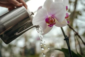 How to Water Orchids: The Complete Guide to Proper Orchid Watering