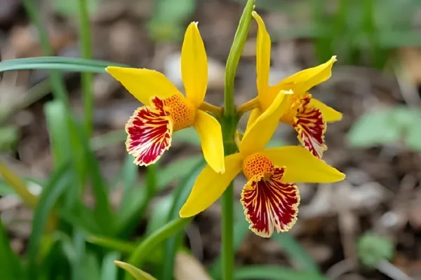 Oncidium Orchid Care: The Complete Guide to Growing Healthy Dancing Lady Orchids