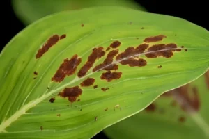 Orchid Brown Spots on Leaves 7 Causes and Expert Solutions