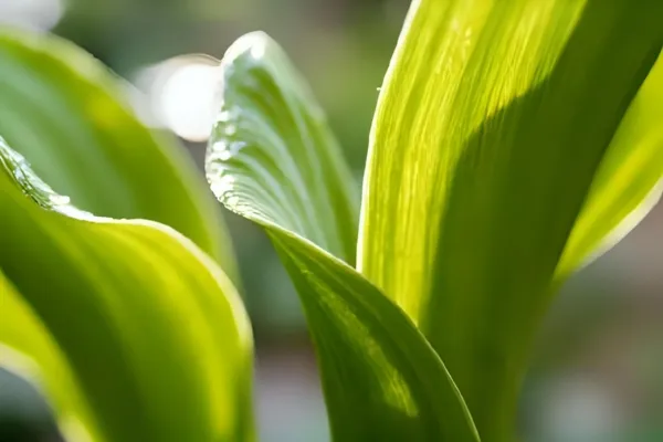 Orchid Leaves Wrinkled? 7 Expert-Proven Solutions to Restore Plant Health