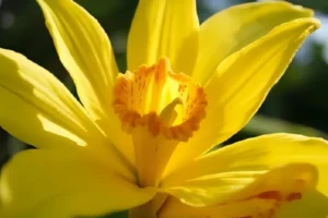 Why Are My Orchid Leaves Turning Yellow 7 Expert Solutions That Work