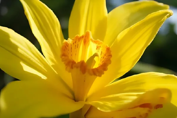 Why Are My Orchid Leaves Turning Yellow 7 Expert Solutions That Work