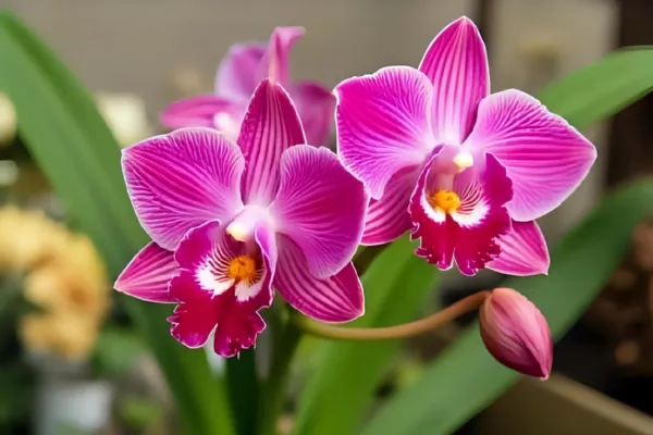 Why Is My Orchid Not Blooming? 7 Expert Solutions to Trigger Flowers