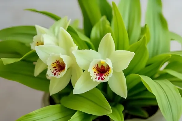 Why Are My Orchid Leaves Sticky? Expert Solutions to This Common Problem
